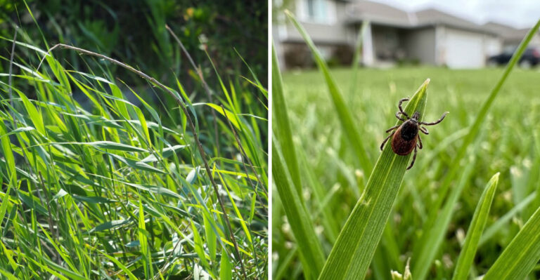 tall grass and tick