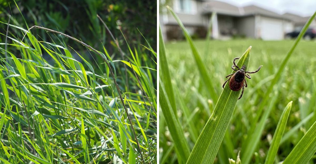 tall grass and tick