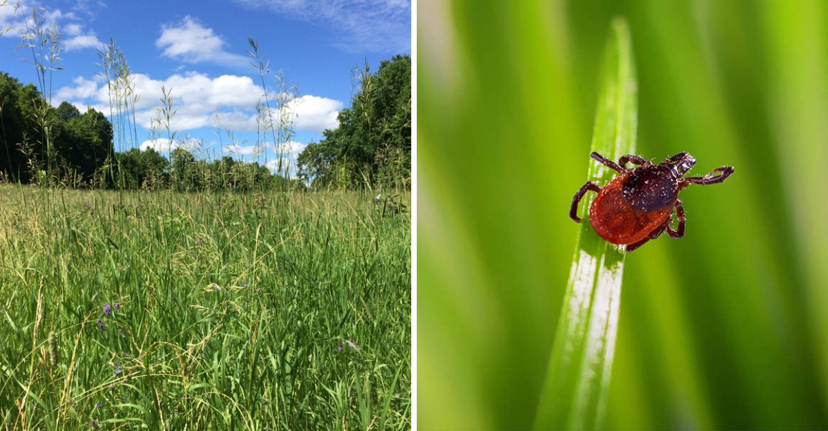 tall grass and tick on grass