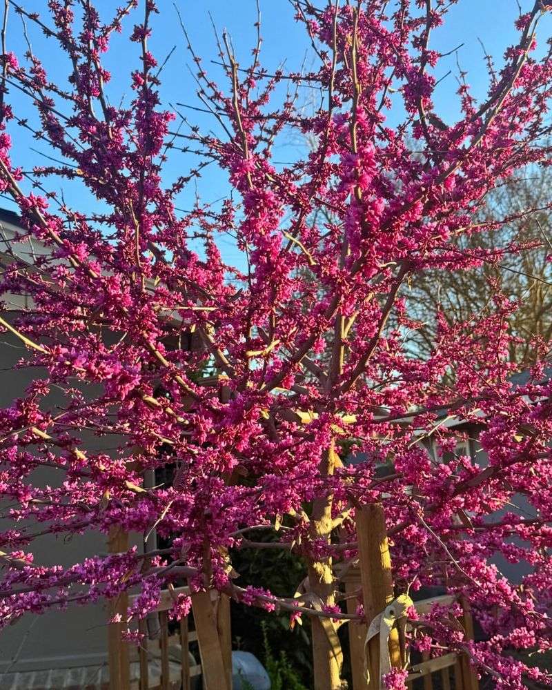 Redbud Responds Well To Gentle Nutrient Support