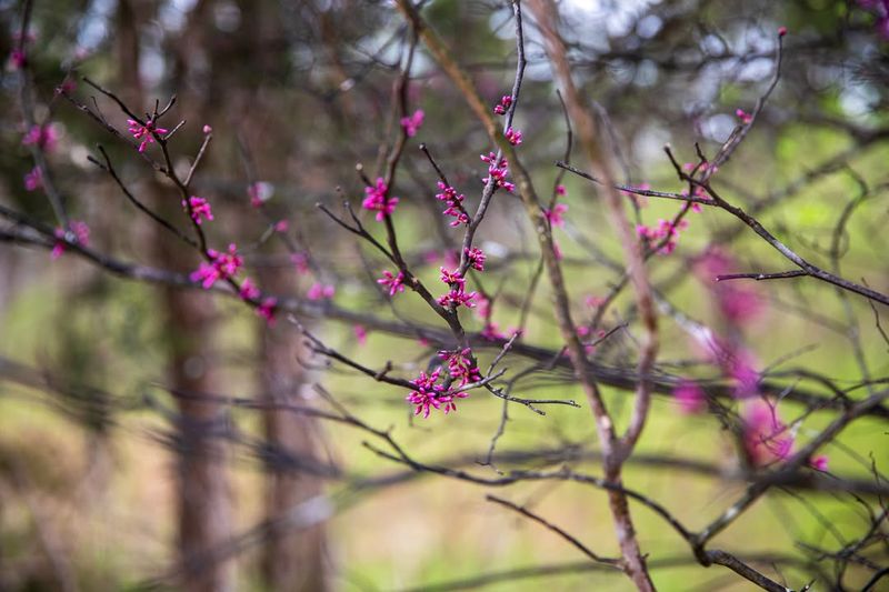 Redbud Handles Minor Pruning As New Growth Begins