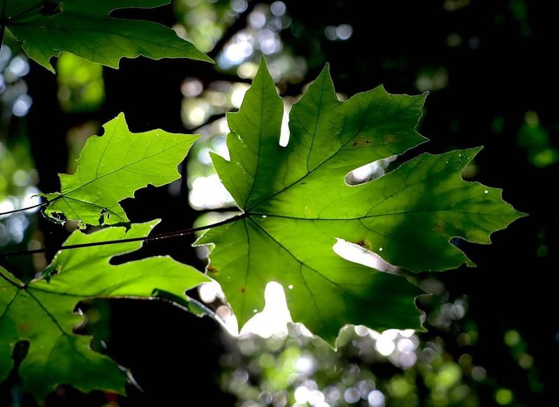 Bigleaf Maple 