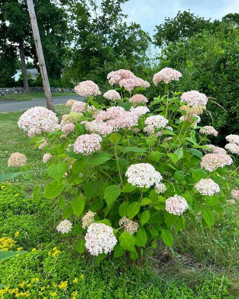 Pay Extra Attention To Smooth Hydrangeas