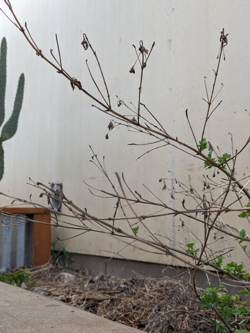 Trim Long Stems To Trigger Branching