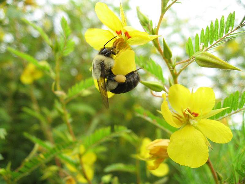 Recognize Florida Pollinators Stay Active Longer
