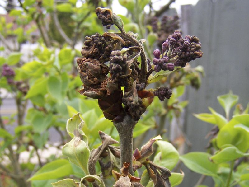 Shield Tender Buds From Surprise Cold Snaps
