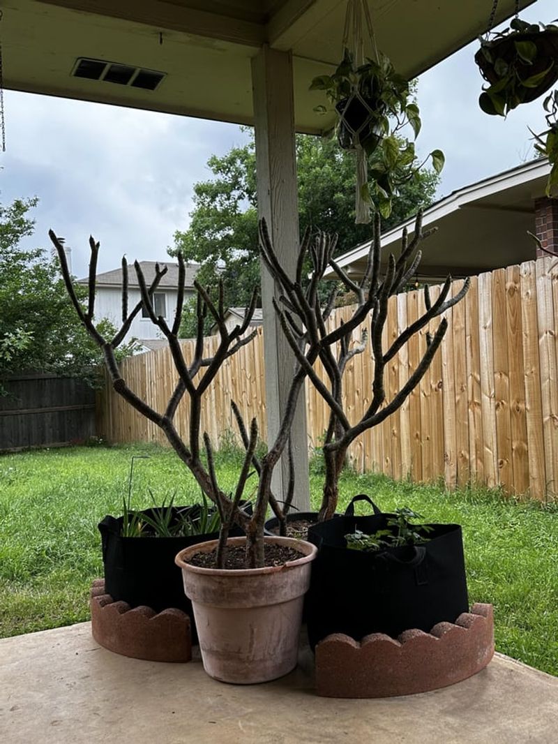 Winter Protection Helps Potted Plumeria Stay Healthy