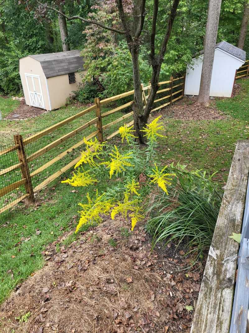 Tall Goldenrod