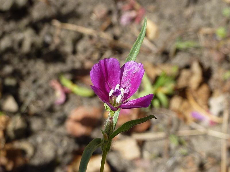 Common Clarkia Brings Delicate Blooms And Moth Appeal