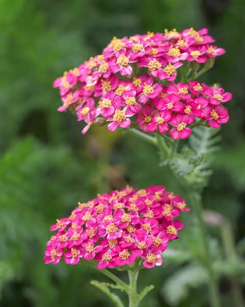 Yarrow