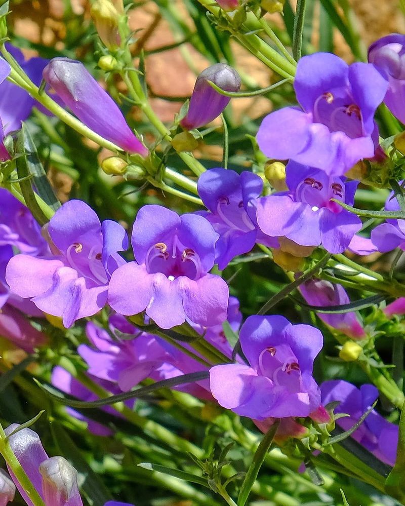 Foothill Penstemon