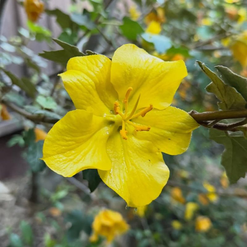 California Flannel Bush With Bold Yellow Blooms