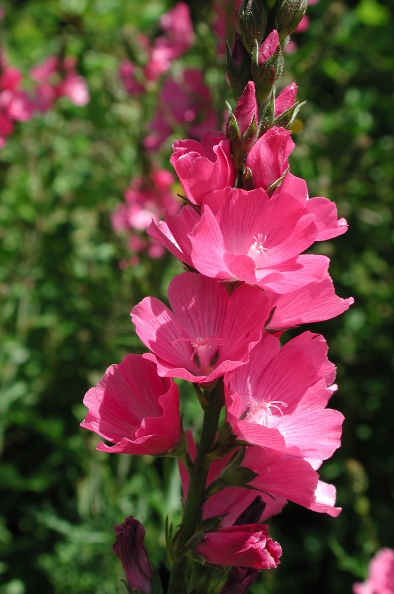 Checker-Mallow For Bright Native Blooms