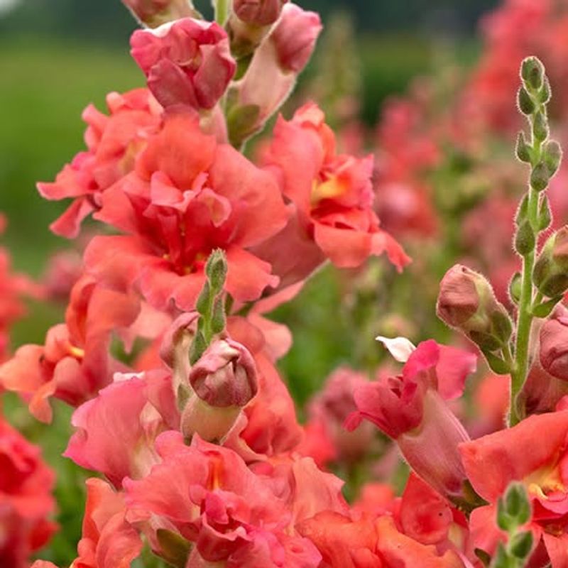 Snapdragons Add Early Season Color Before Heat Arrives