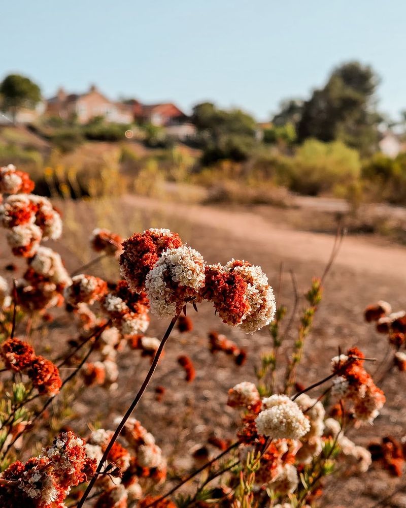 California Buckwheat