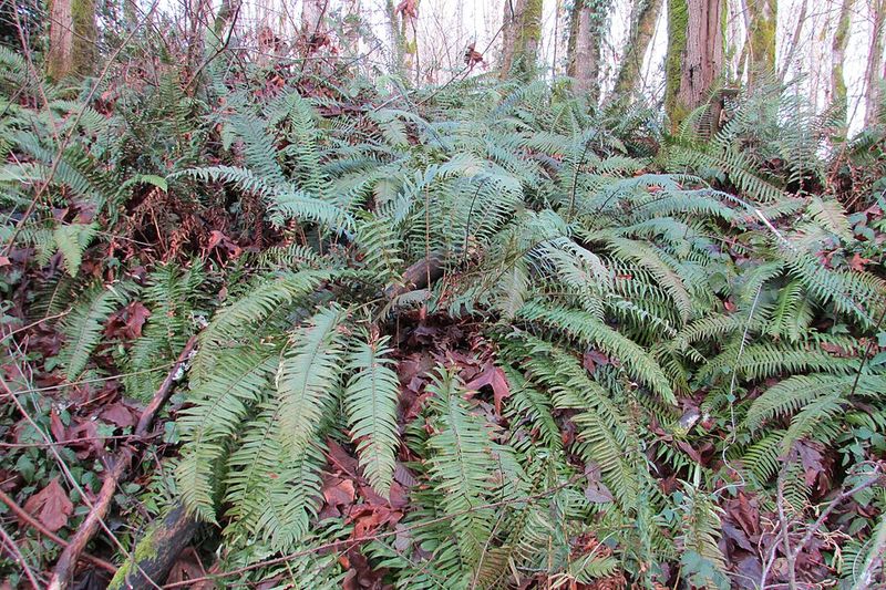 Sword Fern Fills Shady Spots With Lush Green Texture