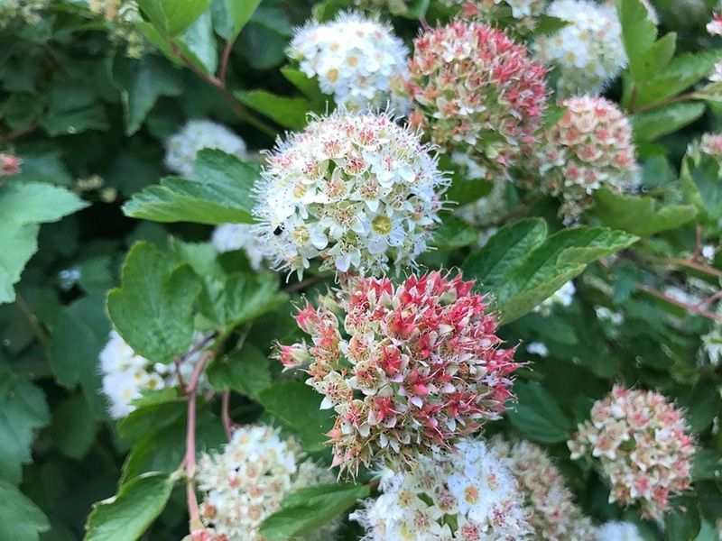 Pacific Ninebark Tough Shrub With Spring Blooms
