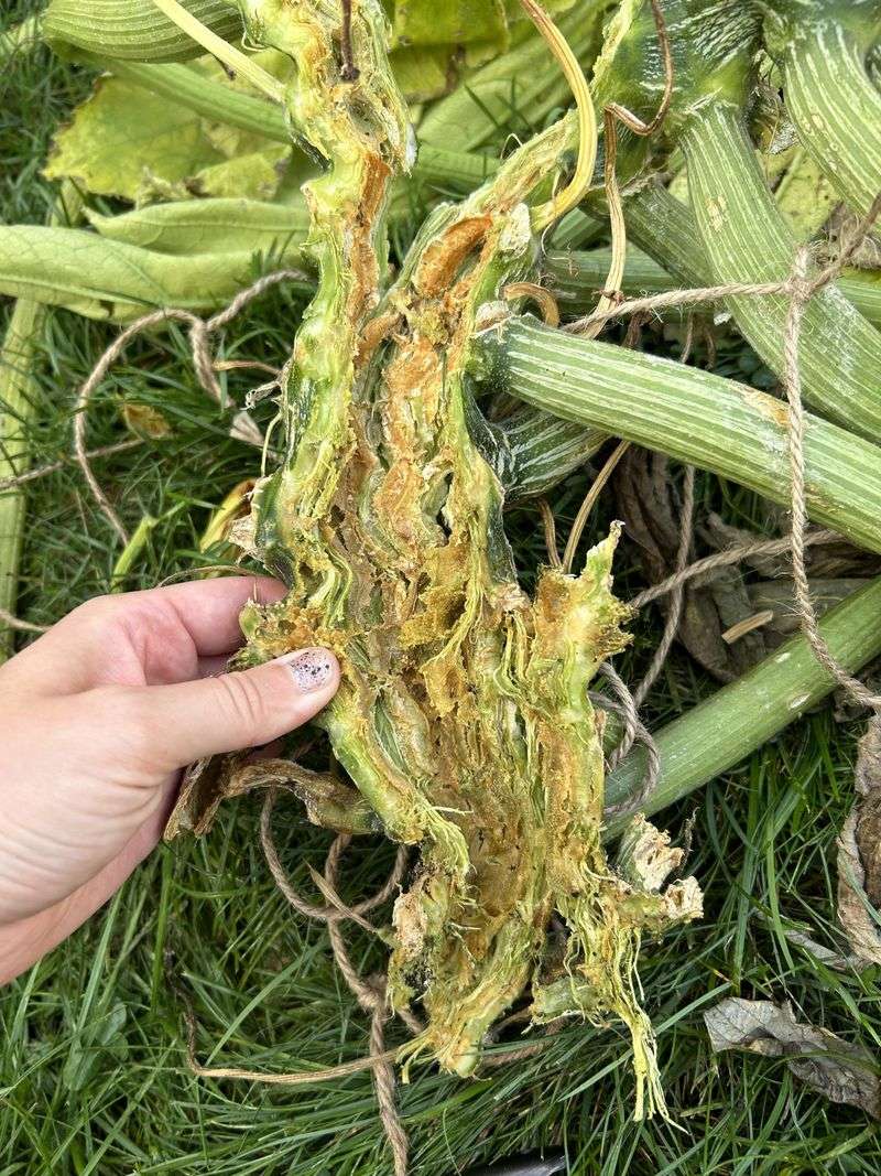 Squash Vine Borers Can Destroy Plants Quickly