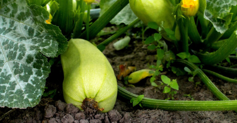 Downsides To Growing Zucchini In Michigan Gardens That Catch Gardeners Off Guard