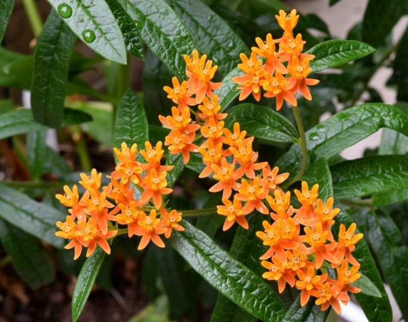 Butterfly Weed Adds Bright Color In Dry Sunny Beds
