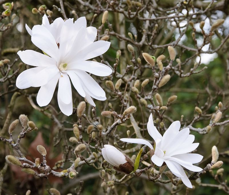 Star Magnolia (Magnolia stellata)