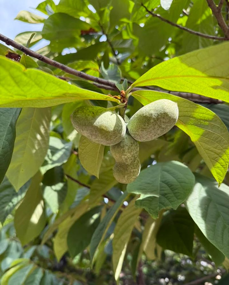 Pawpaw (Asimina triloba)