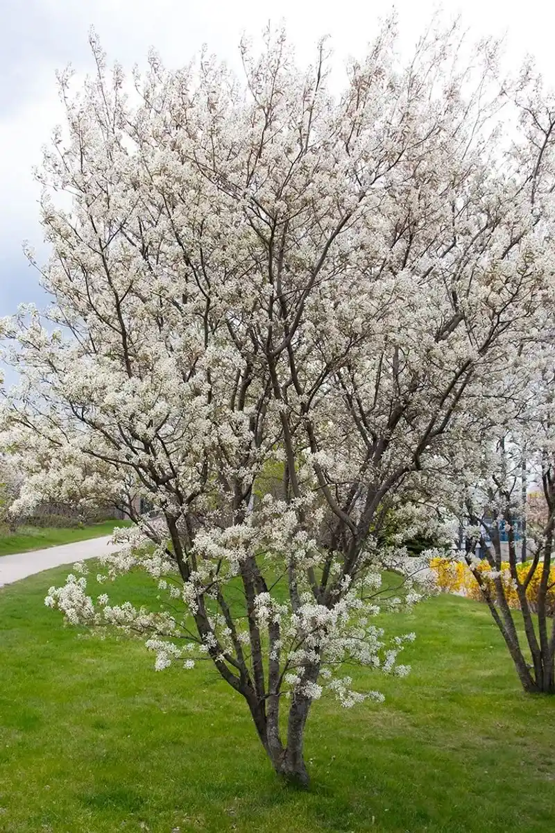 Allegheny Serviceberry (Amelanchier laevis)