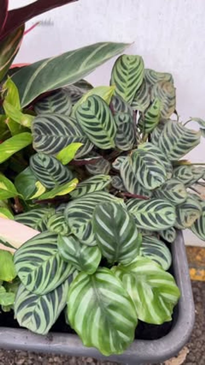 Calathea And Prayer Plant For Low Light And Higher Humidity