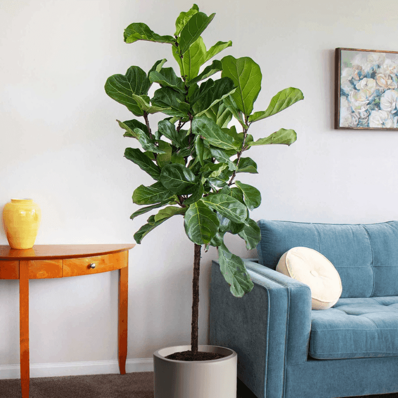 Fiddle Leaf Fig (Ficus Lyrata)