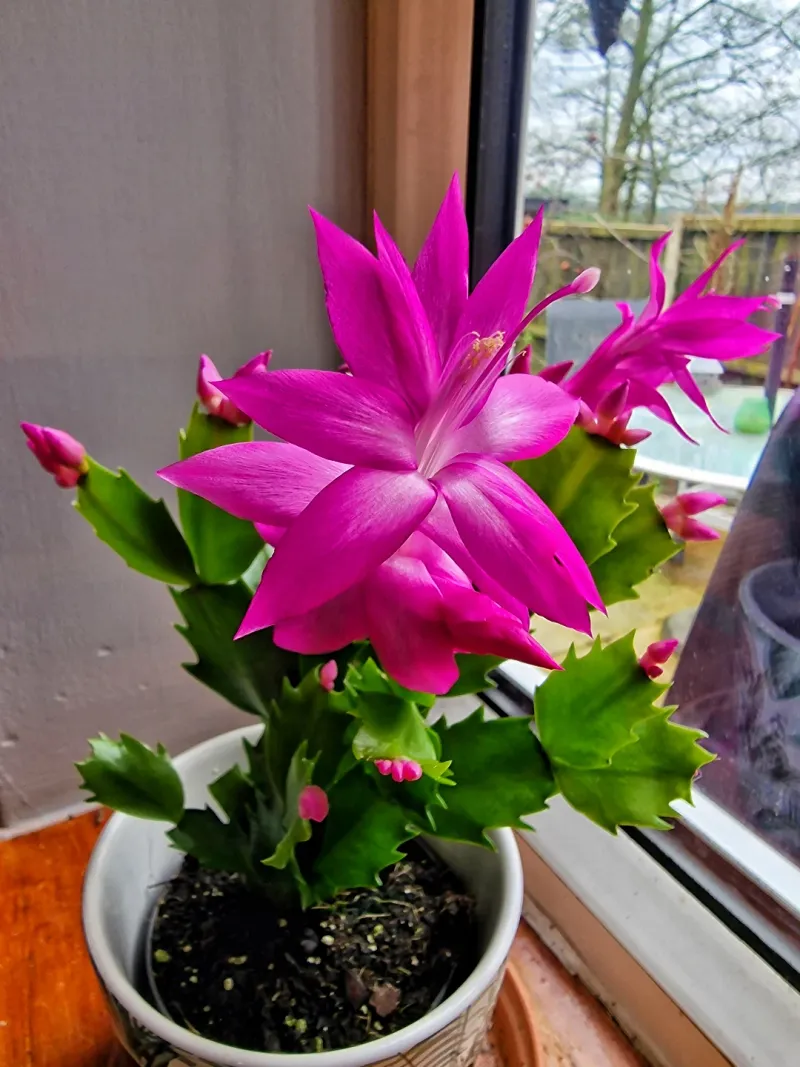 Holiday Cactus Brightens The Season Indoors