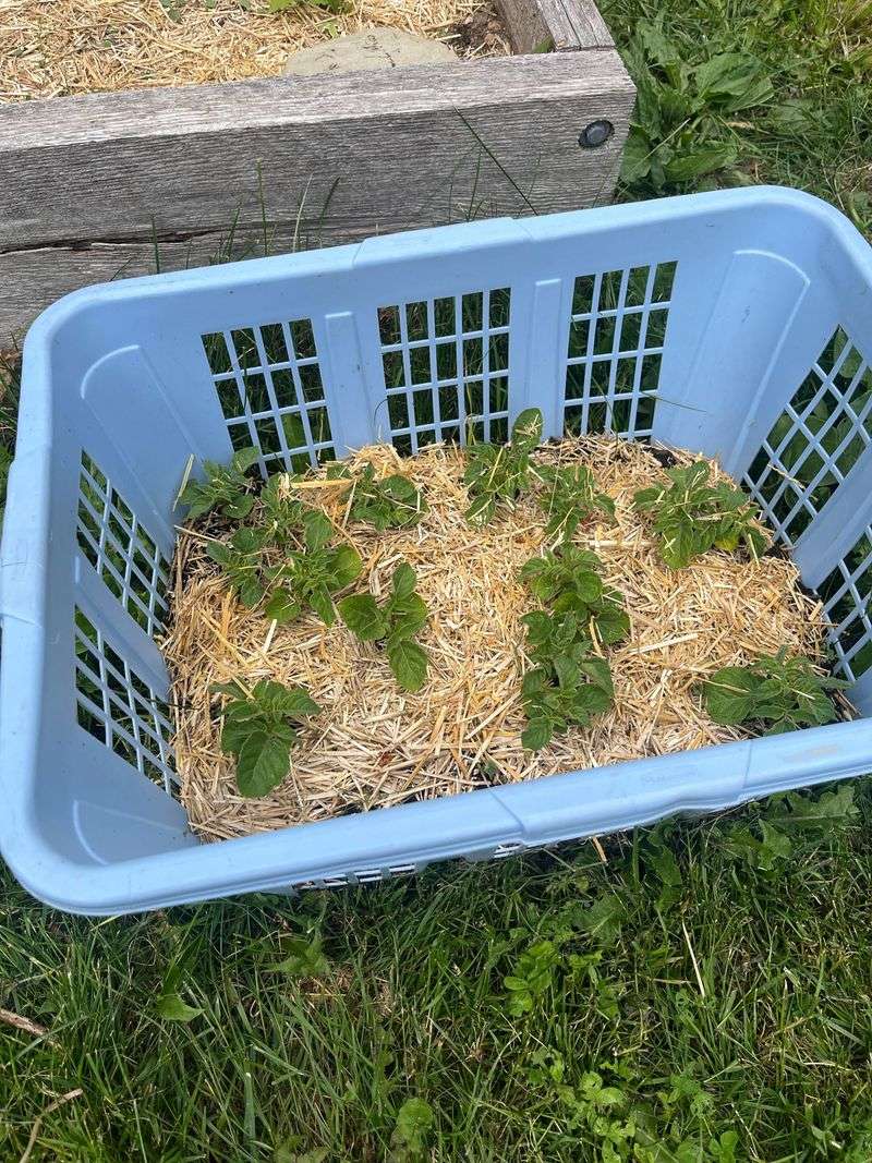 Potatoes And Root Crops Thrive In Baskets