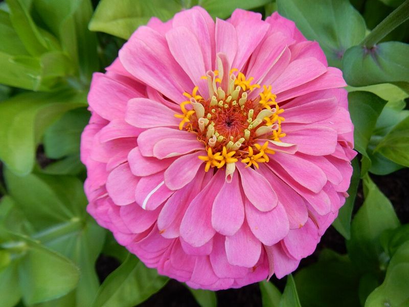 Magellan Zinnias Keep Garden Color Low And Full