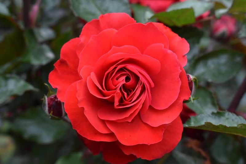 Floribunda Rose Turns Spring Feeding Into A Bloom Boost