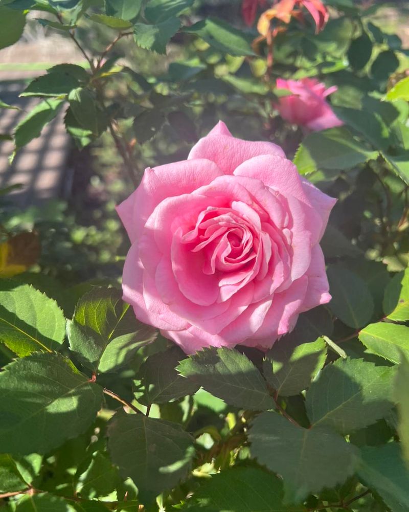 Belinda's Dream Rose (Rosa 'Belinda's Dream')