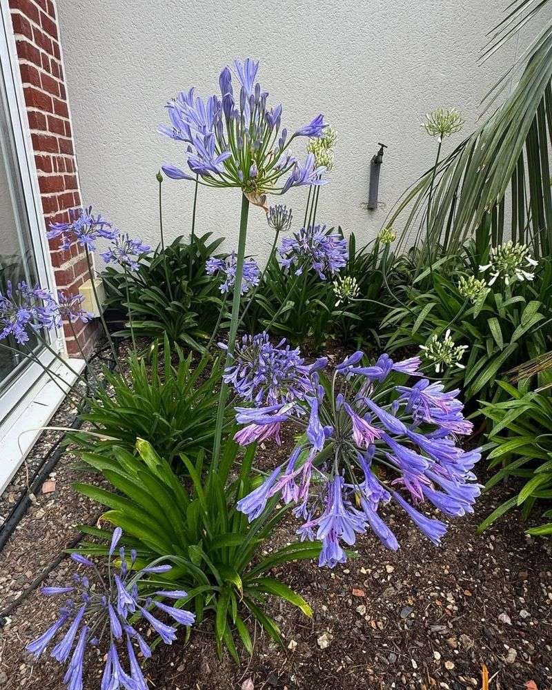 Low Maintenance Growth Habit