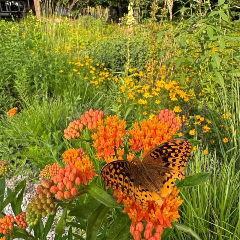 Butterfly Garden