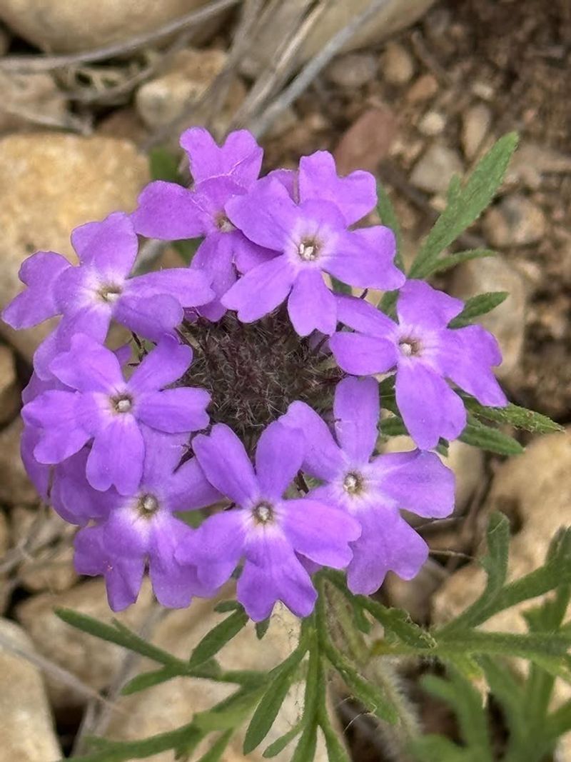 Prairie Verbena 