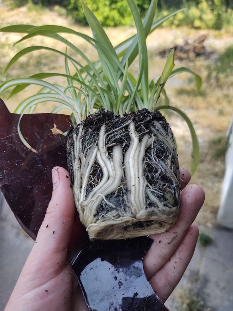 Staying Rootbound Too Long Holds Growth Back