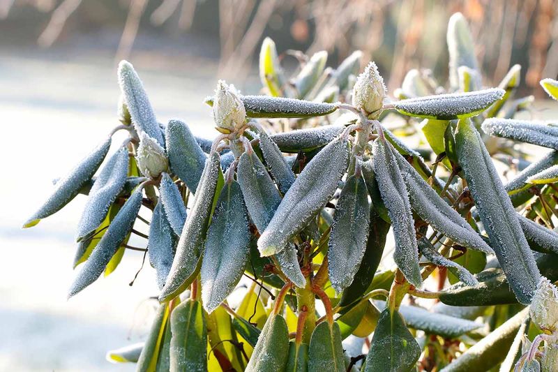 Winter Winds And Exposure Stress Flower Buds