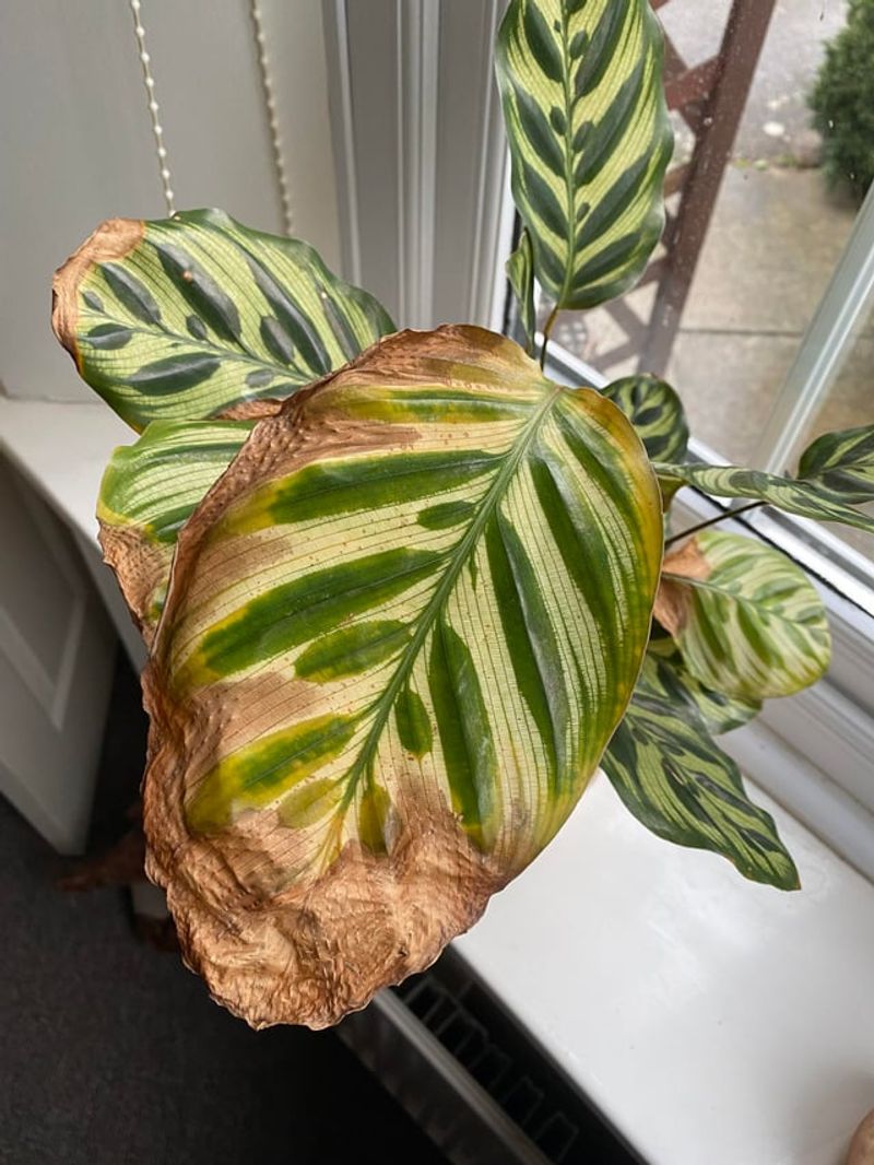 Tap Water Minerals Lead To Leaf Damage Over Time