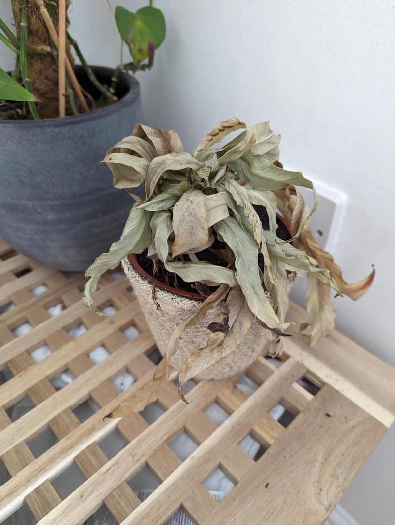 Drafts And Forced Air Dry Plants Out Faster