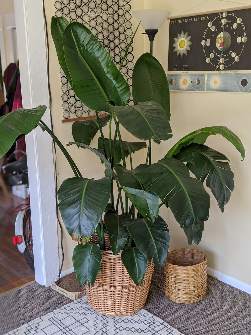 Lack Of Seasonal Rest Can Affect Blooming