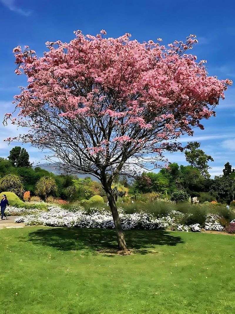 Full Sun Helps Pink Trumpet Trees Bloom More Heavily