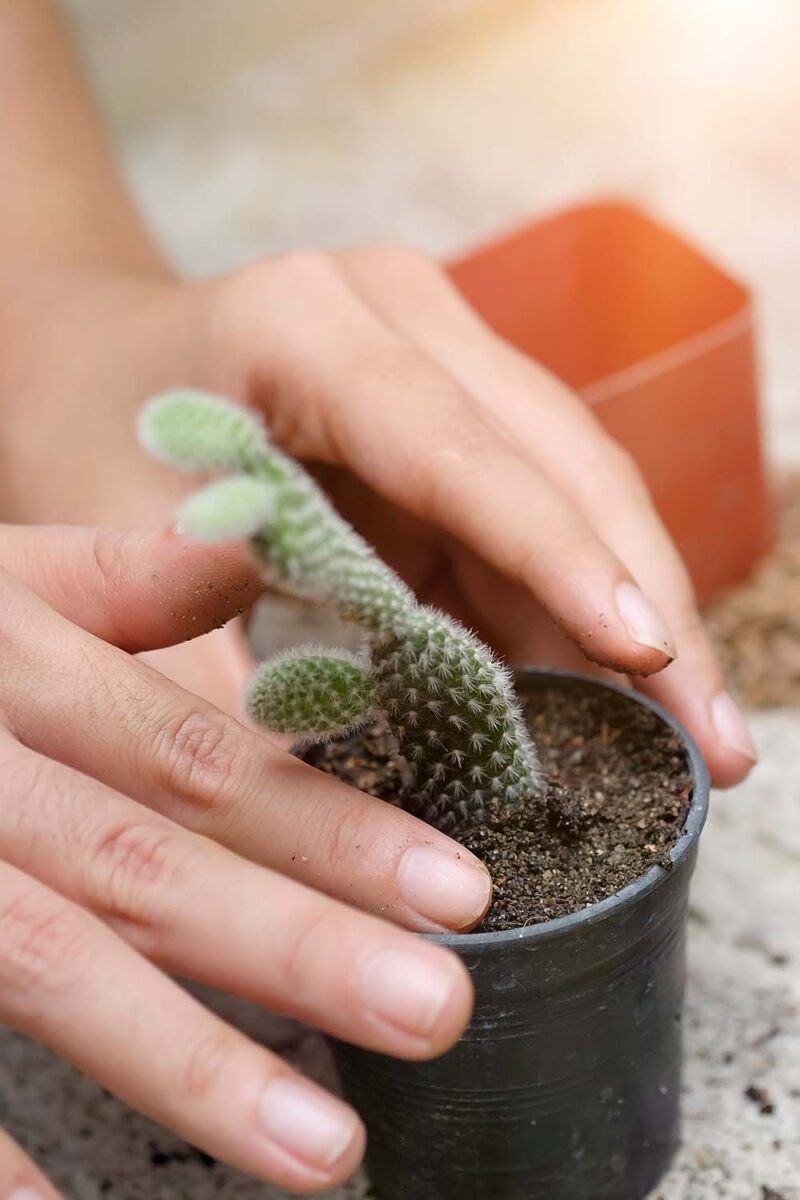 Fast-Draining Soil Helps Protect The Roots