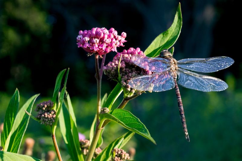 Swamp Milkweed Brings More Movement To The Garden