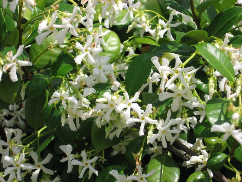 Confederate Jasmine Covers Fences With Fragrant Flowers