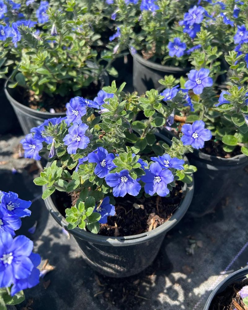 Blue Daze Spreads Easily From Simple Cuttings