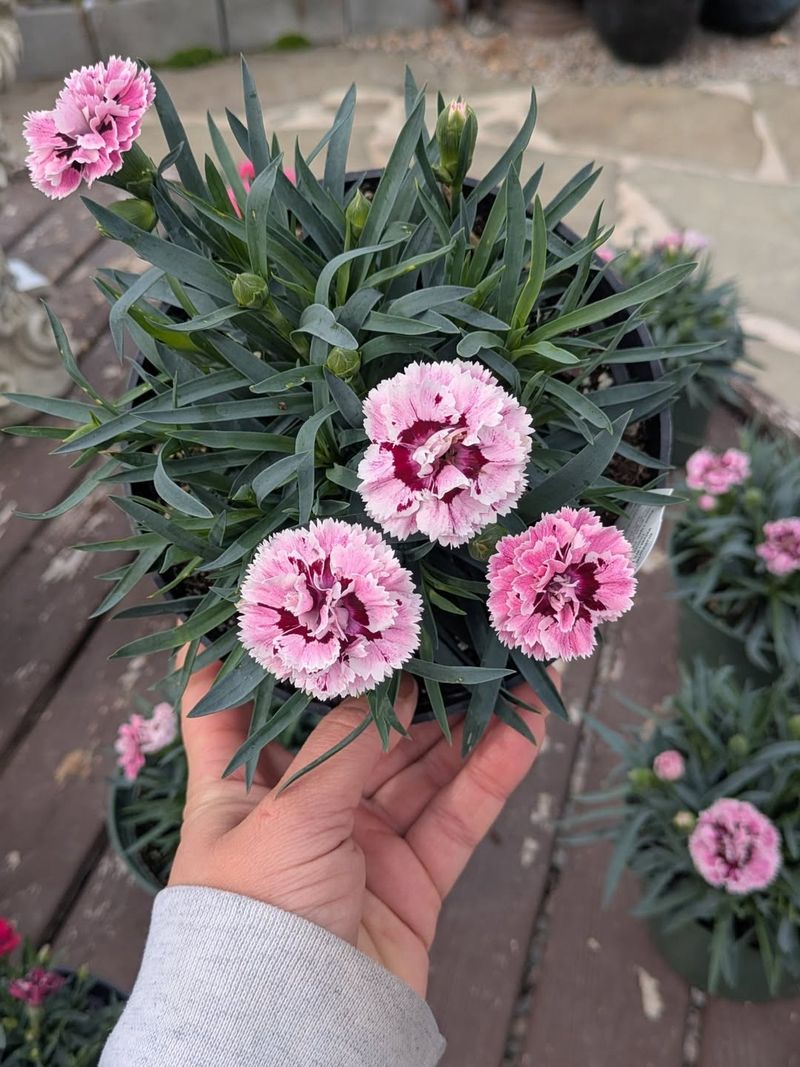 Dianthus Keeps Blooming Through Early Season Shifts