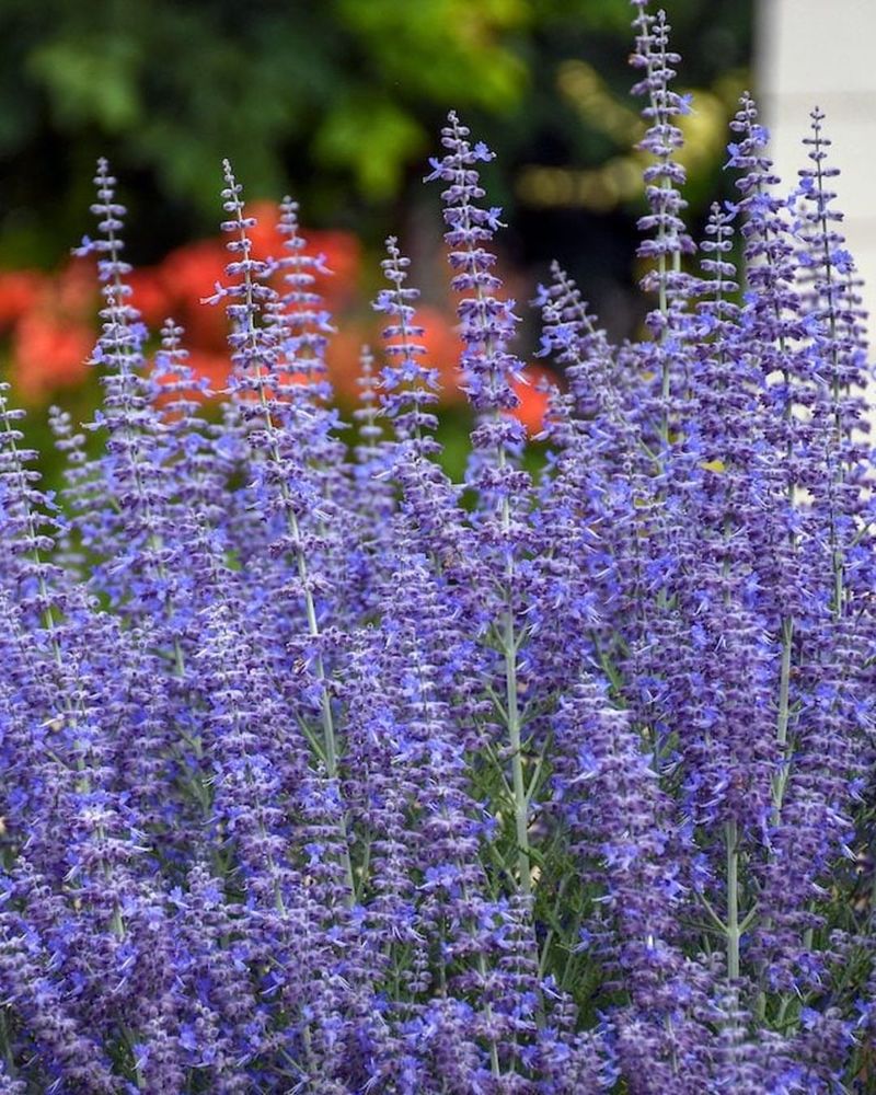 Russian Sage With Airy Spikes And Pale Leaves