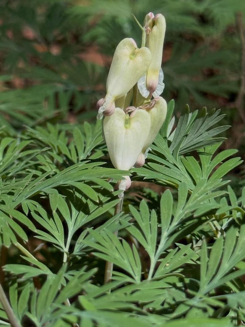 Squirrel Corn (Dicentra canadensis)
